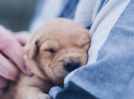 Garden Grove Dog and Cat Hospital